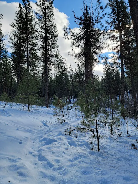 Grayback Gulch Campground Picture 10