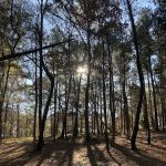 BarefootGee’s Texas Primitive Tent ,self contained Rv,Car campsite Rest Stop.Group Campsites