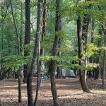 Barefoot Gee's campsite