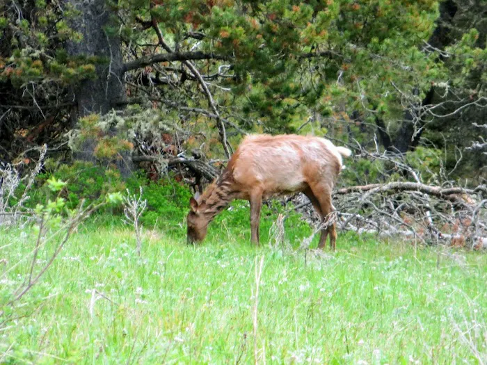 Beaver Creek Campground Picture 9