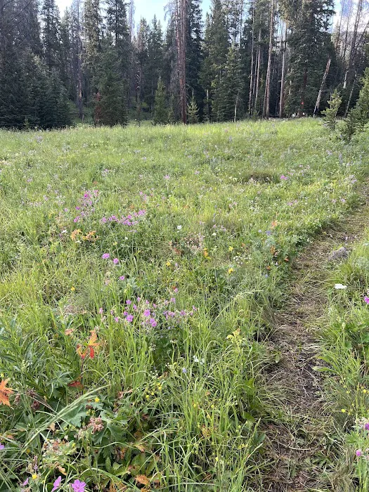 Upper Dailey Creek WF2 Picture 4