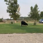 Springs Campground