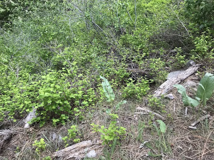 Cottonwood Campground Picture 7