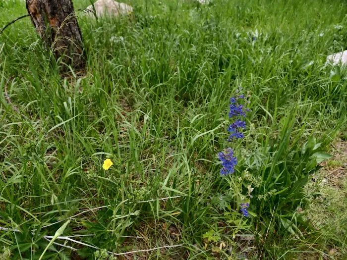 Elks Flat Campground Picture 6