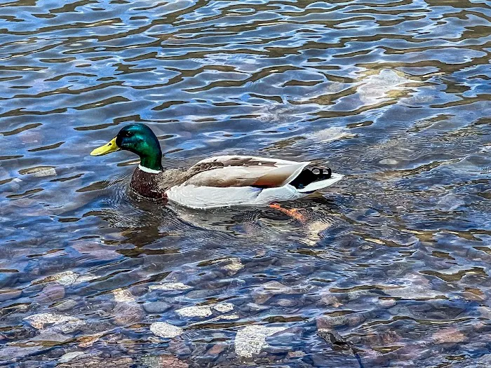 Macks Creek Park Picture 5