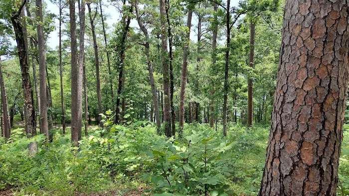 Tyler State Park Cedar Point Campgrounds Picture 3