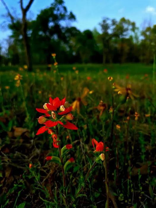 Caney Trails RV Resort Picture 7