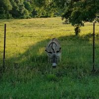 US Forestry Department ico