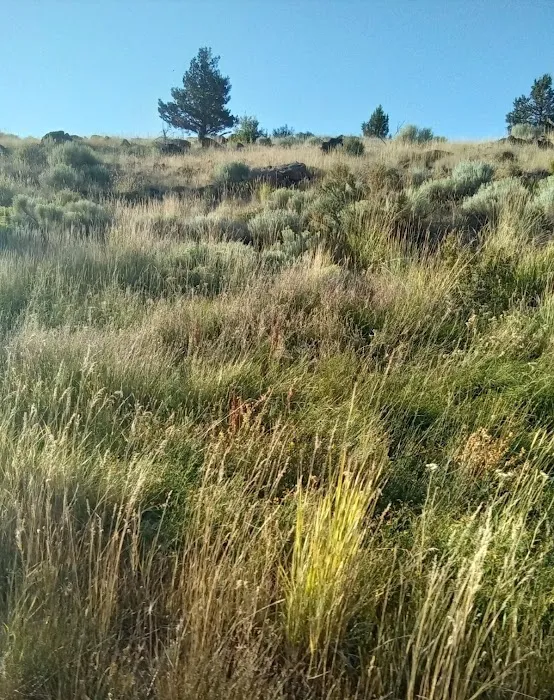 Ramhorn Springs Campground Picture 8