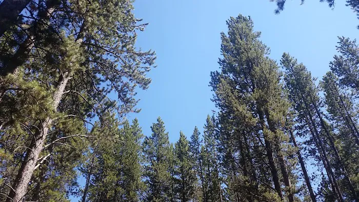 Rainbow Point Campground Picture 4