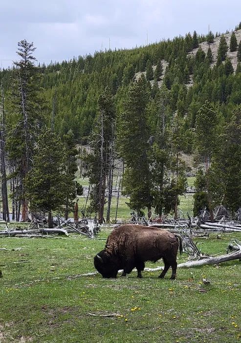 Yellowstone Park / West Gate KOA Holiday Picture 3