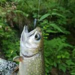 Timber Camp Campground