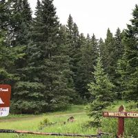 Whitetail Camp Campground ico