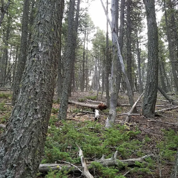 Spring Creek Campground Picture 10
