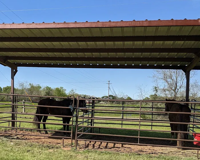 Mineola Appaloosa Picture 1