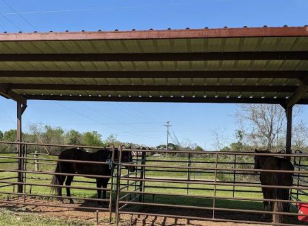 Mineola Appaloosa