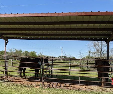 Mineola Appaloosa