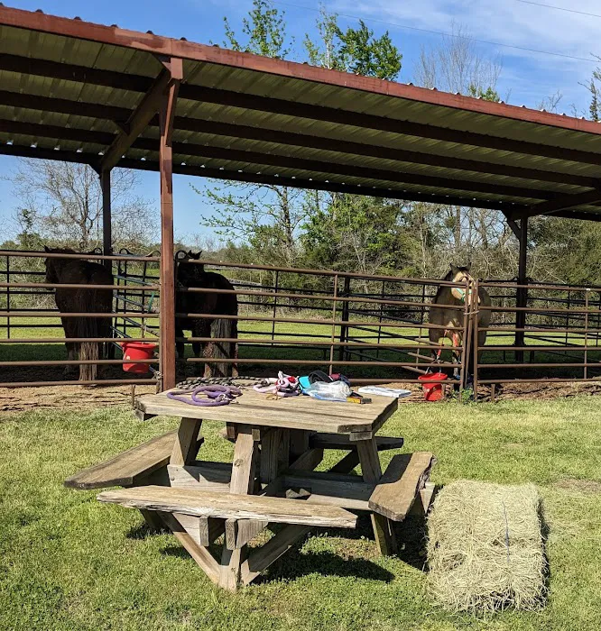 Mineola Appaloosa Picture 2