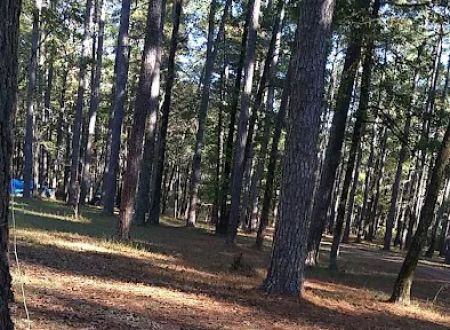 Bucktail Camp, Kisatche National Forest