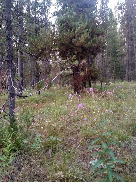 Buttermilk Campground Picture 10