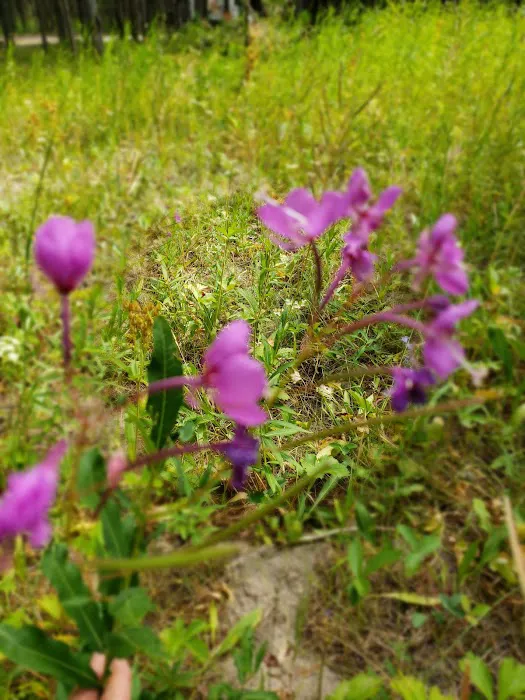 Buffalo Campground Picture 1