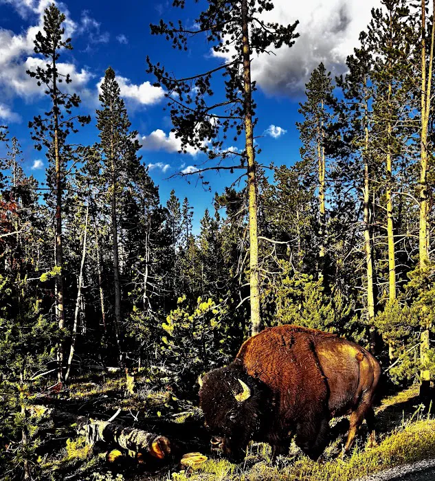Yellowstone River Trail Picture 5