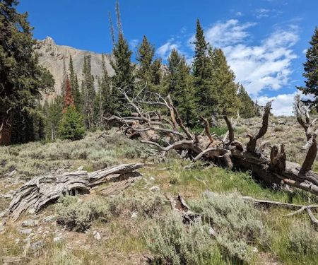 Bear Creek Campground