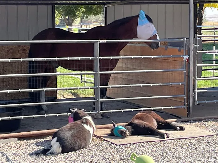 Mini Acres Farm Picture 1