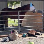 Mini Acres Farm