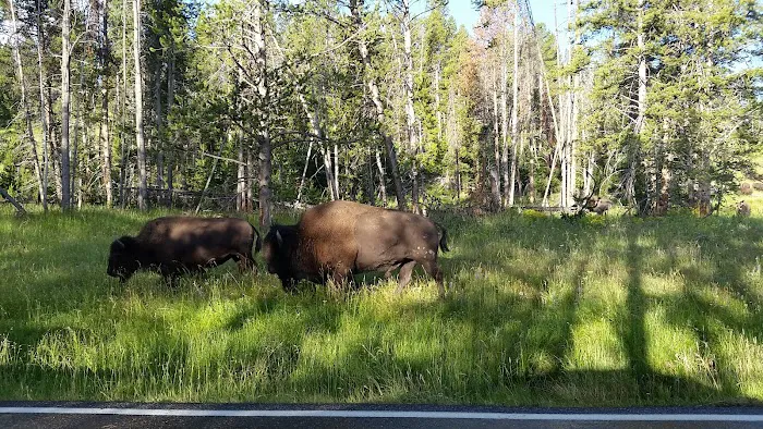 Norris Campground Picture 10