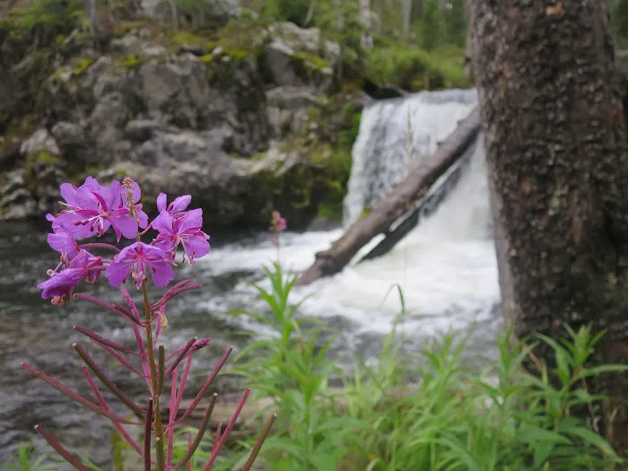 Firehole Falls Campground Picture 6
