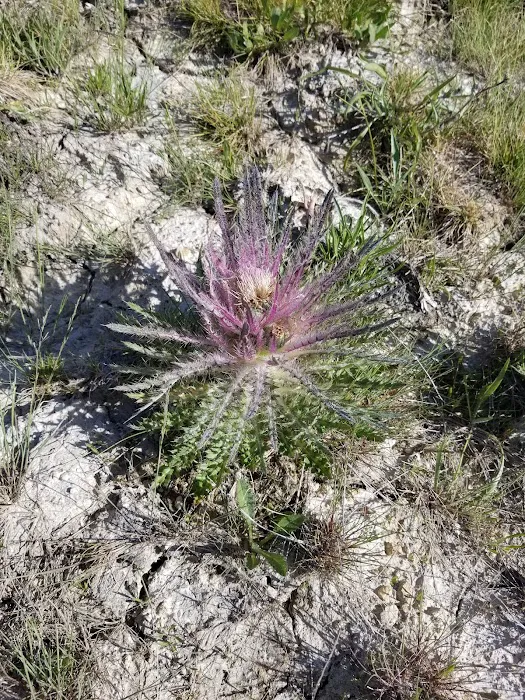 Firehole Springs Picture 9