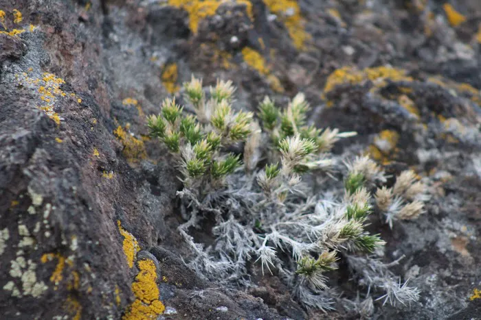 Lava Flow Campground Picture 7