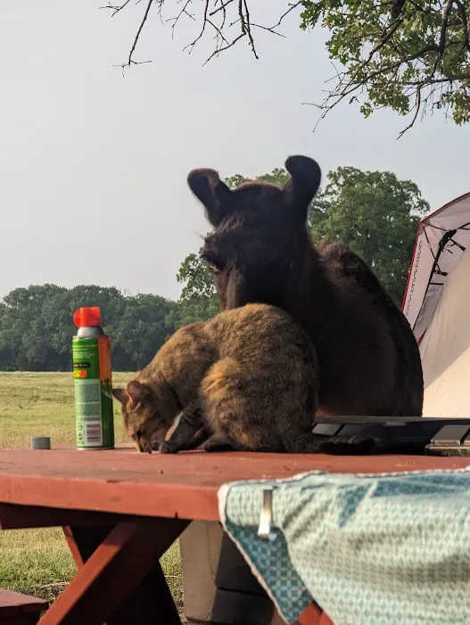 Llamaland Tent Camping Picture 2