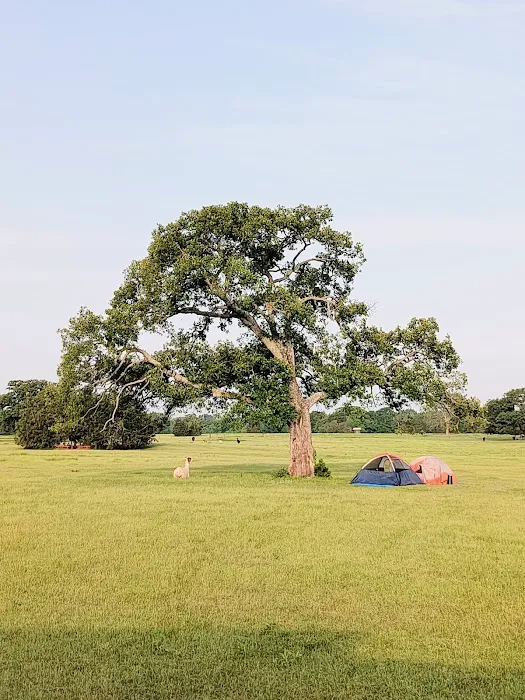 Llamaland Tent Camping Picture 9