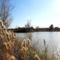 Red Oak Ranch ico