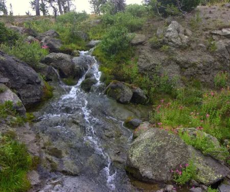 Douglas Knob Meadow