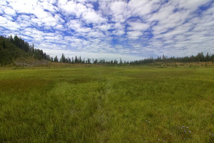 Douglas Knob Meadow Picture 2