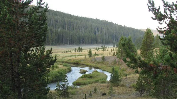 Moose Creek Meadow Picture 2