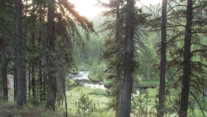 Moose Creek Meadow Picture 1
