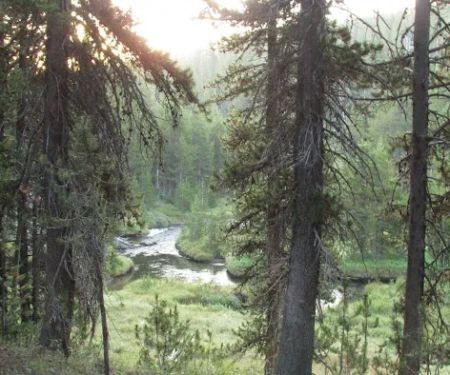 Moose Creek Meadow