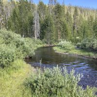 Moose Creek ico