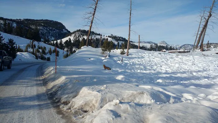 Tower Fall Campground Picture 4