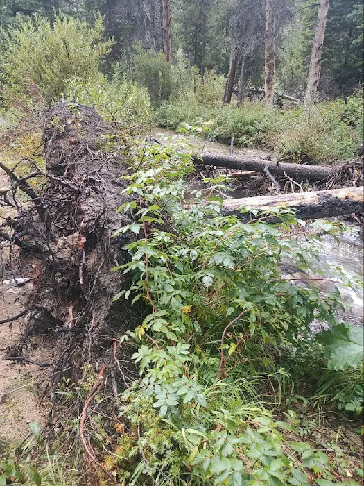 Basin Campground Picture 2