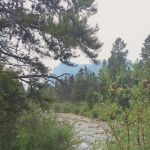 Limber Pine Campground