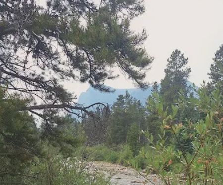 Limber Pine Campground