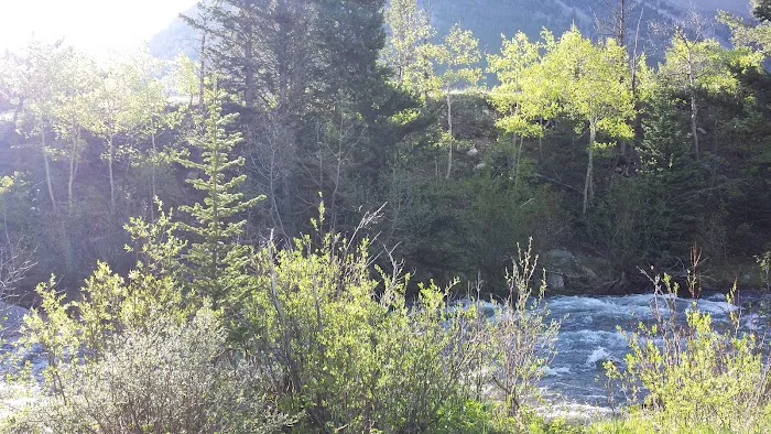 Limber Pine Campground Picture 9