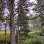 Palisades Campground