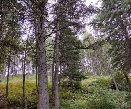 Palisades Campground
