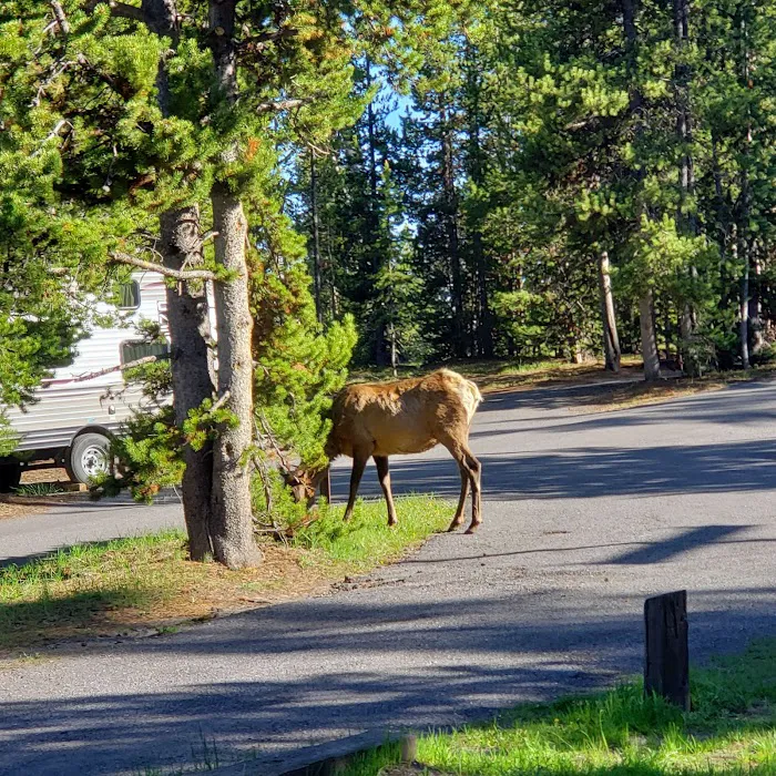 Grant Village Campground Picture 4
